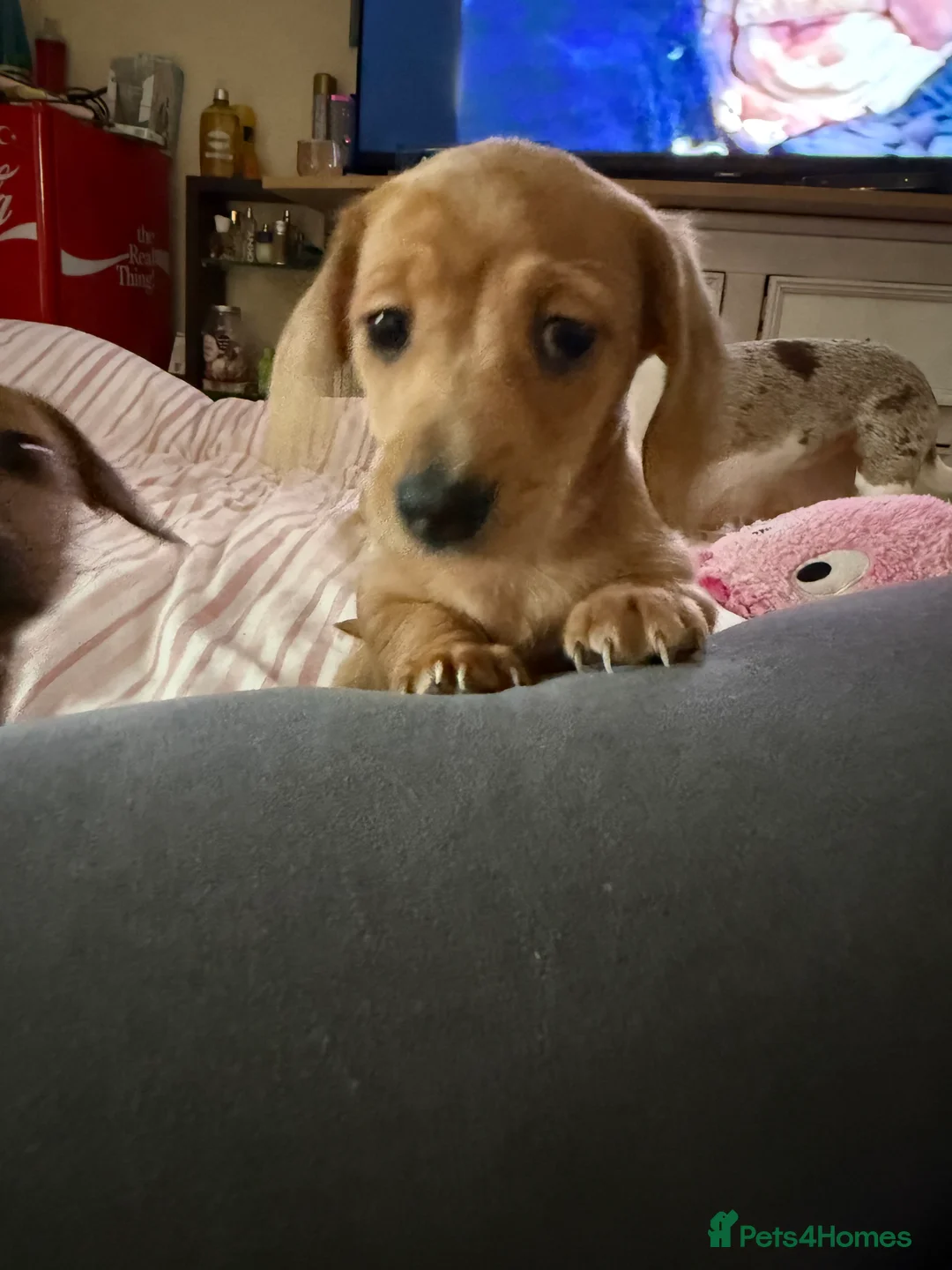 Miniature Dachshund dogs for sale: Beautiful miniature dachshund - Advert 8