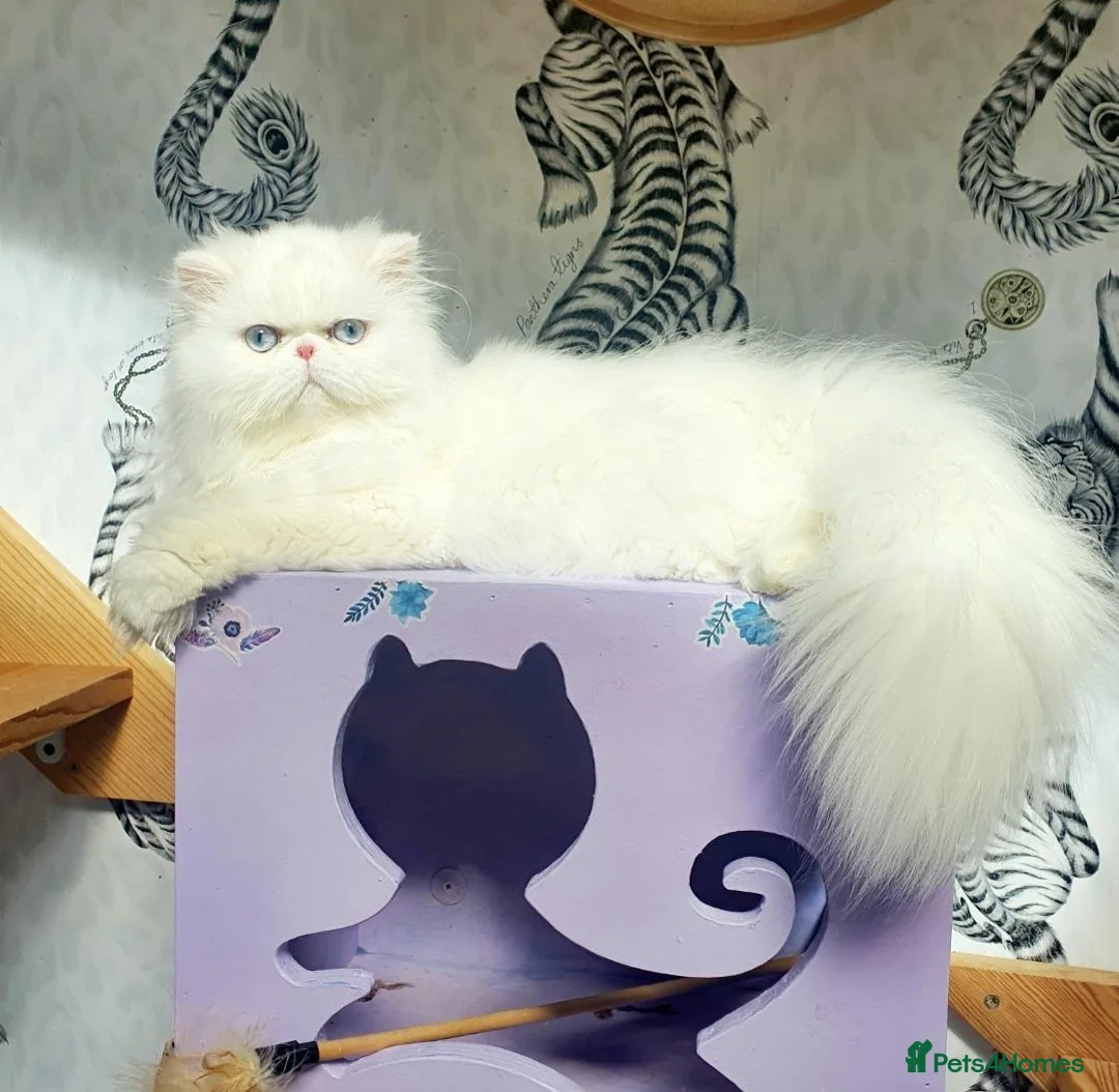 Persian cats for sale: 🎀 One girl left GCCF Persian Kitten 🎀 - Advert 2