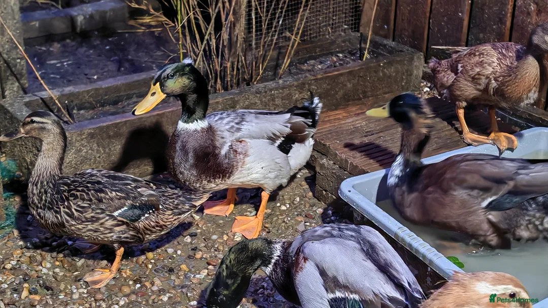 Ducks poultry for sale: Domestic Mallard Drakes - Need New Home in Nottingham - Advert 5