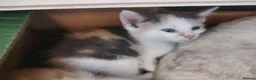British Shorthair cats for sale: Five stunning kittens available immediately  - Advert 13