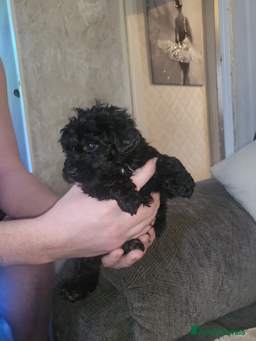 Cockapoo dogs for sale: Beautiful cockapoo  - Advert 9