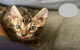 Bengal cats for sale: 5 Stunning Bengal girls ready for their new homes - Image 24