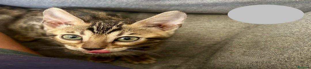 Bengal Kitten grey