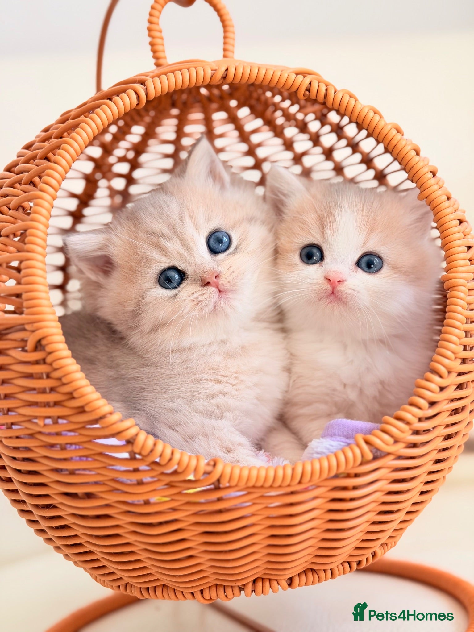 British Shorthair cats TOP Quality, Rare colors BSH kittens  - Advert 1