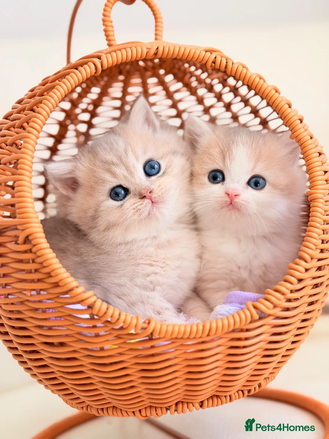 British Shorthair cats for sale: TOP Quality, Rare colors BSH kittens  - Advert 1