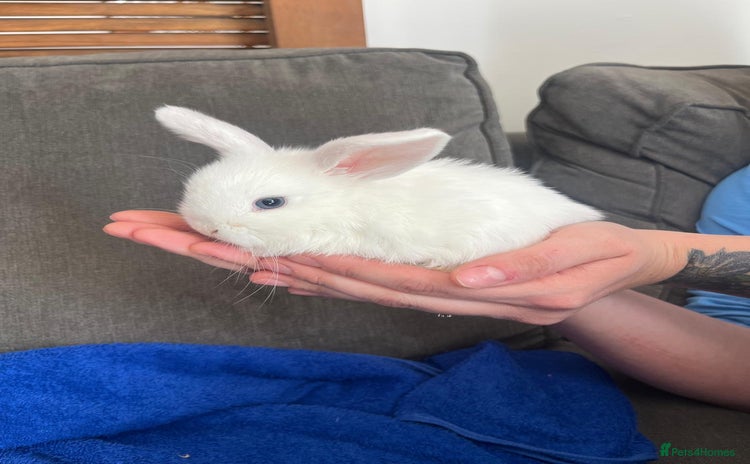 Mini Lop rabbits - Advert 1