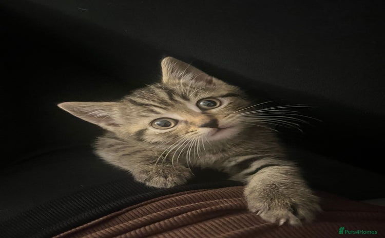 Mixed Breed cats - Advert 8