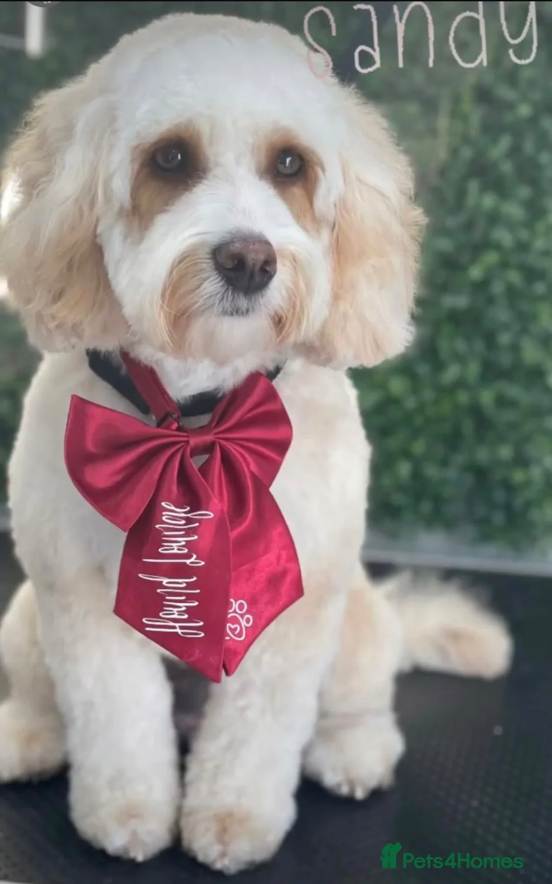 Cockapoo dogs for sale: STUNNING F1B COCKAPOO – LAST BOY AVAILABLE! 💙🐾 in Coventry - Advert 2