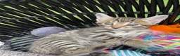 Bengal cats for sale: Bengal / British shorthair  - Advert 9