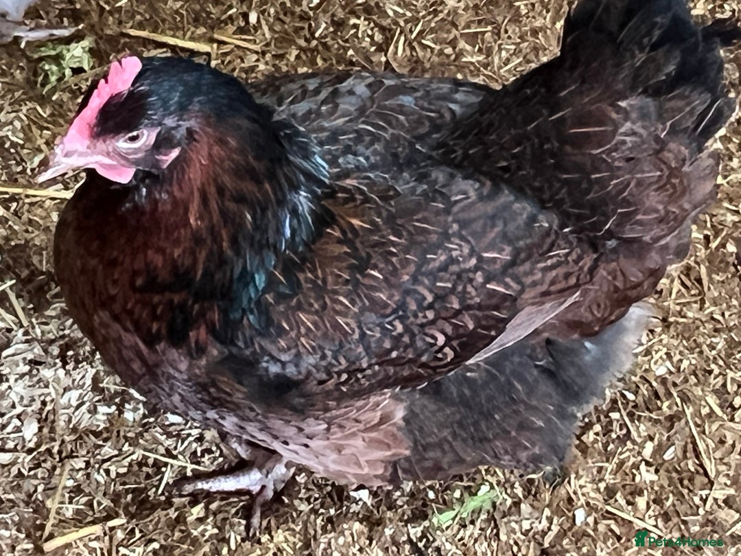 Chickens poultry for sale: Few super breed laying hens for sale  - Advert 5