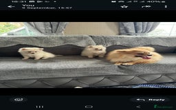 Pomeranian dogs for sale: Pomeranian puppies  - Image 9