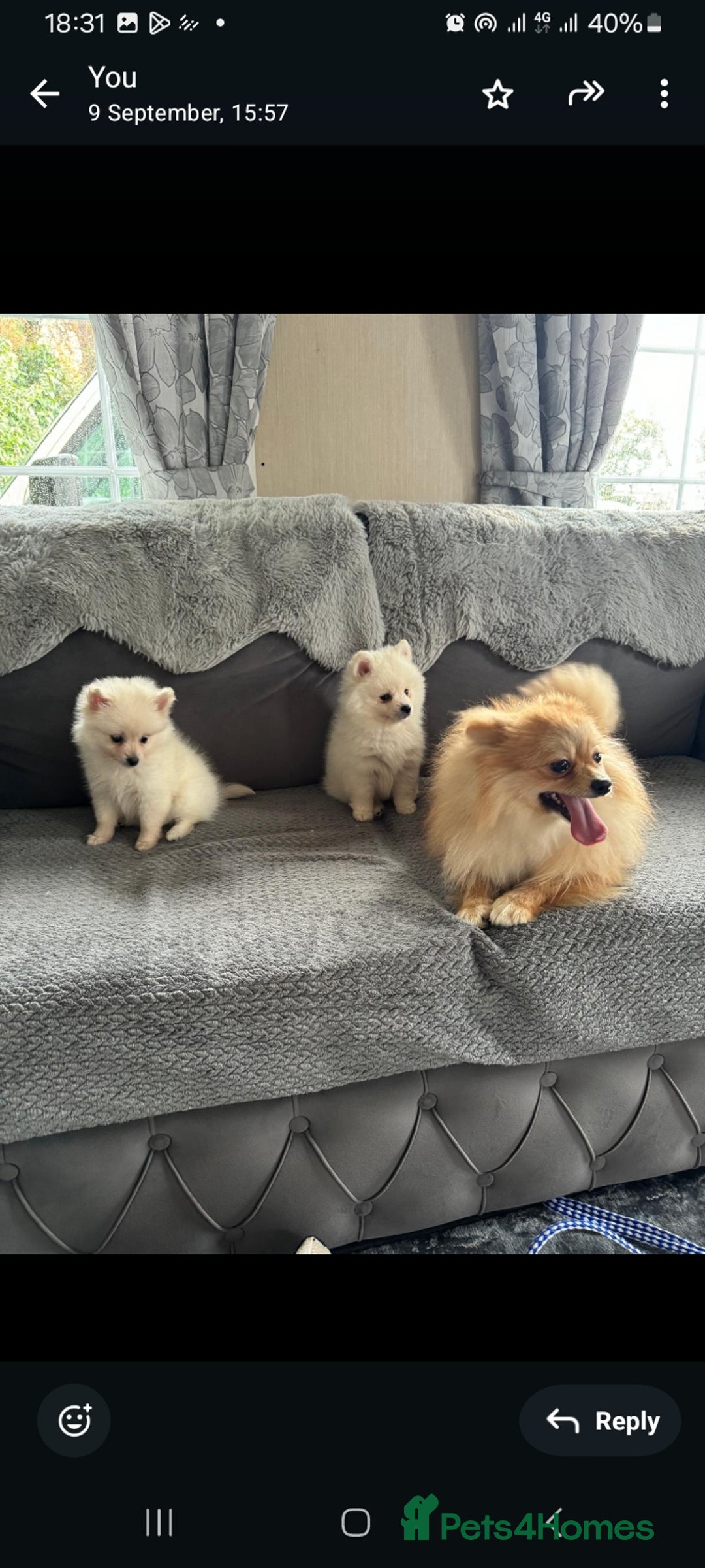 Pomeranian dogs for sale: Pomeranian puppies  - Image 9