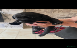 Labrador Retriever dogs for sale: Labrador puppies  - Image 11