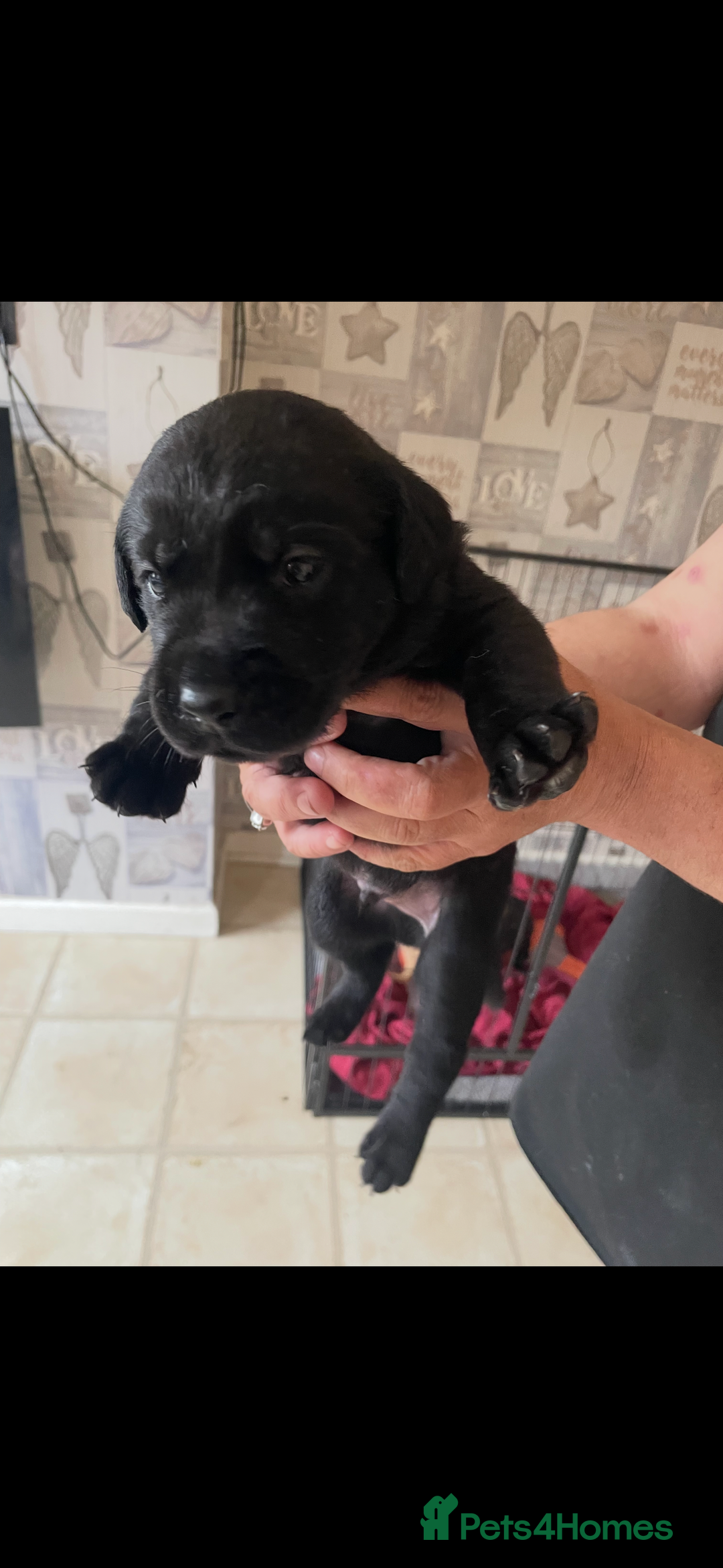 Labrador Retriever dogs for sale: Labrador puppies  - Image 11