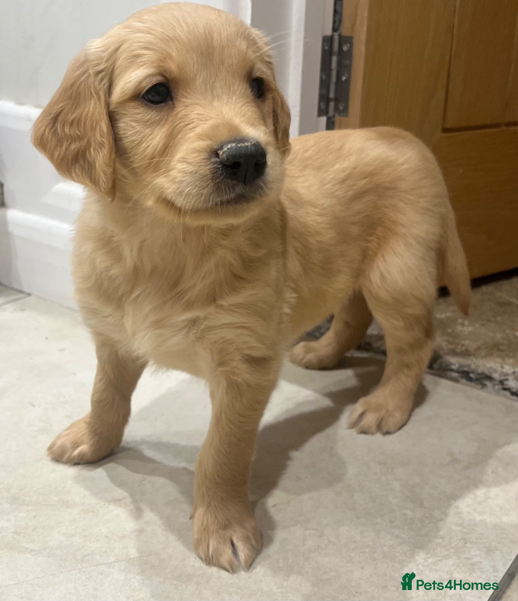 Golden Retriever dogs Beautiful KC Golden Retriever Puppies  - Advert 2