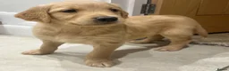 Golden Retriever dogs for sale: Beautiful KC Golden Retriever Puppies  - Advert 2