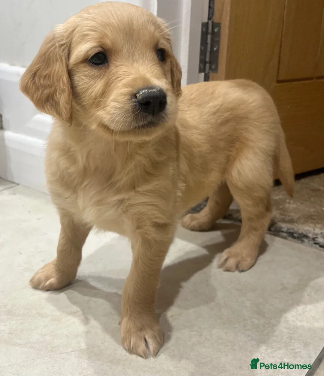 Golden Retriever dogs for sale: Beautiful KC Golden Retriever Puppies  - Advert 2