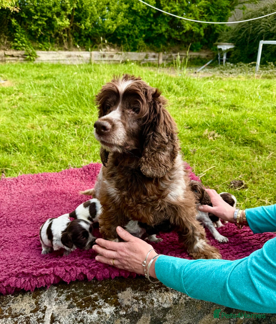 Springer Sprocker Spaniel Chocolate Cocker Spaniel Puppies Nc