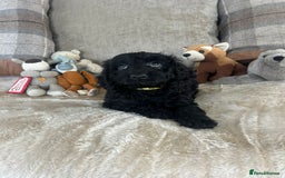 Cockapoo dogs for sale: Gorgeous F1 cockapoo puppies  - Image 33