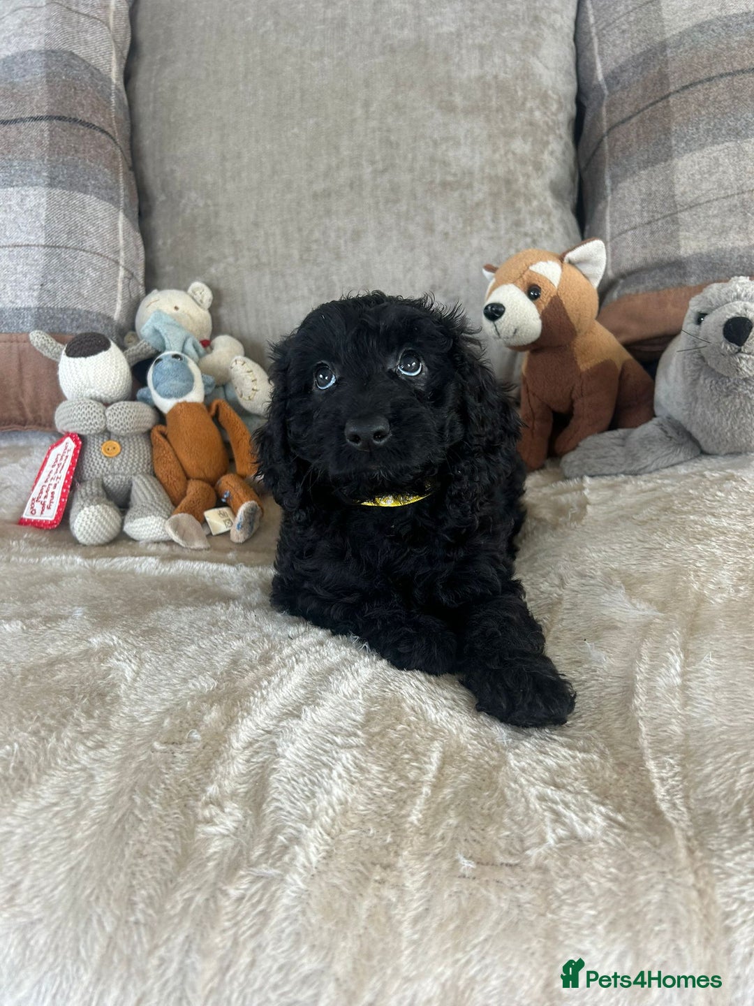 Cockapoo dogs for sale: Gorgeous F1 cockapoo puppies  - Image 33