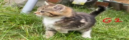 European cats for sale: 3 kittens for sale - Advert 5