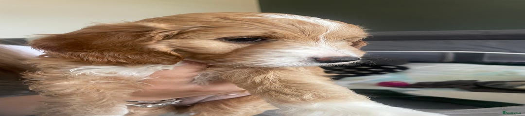 Gismo 