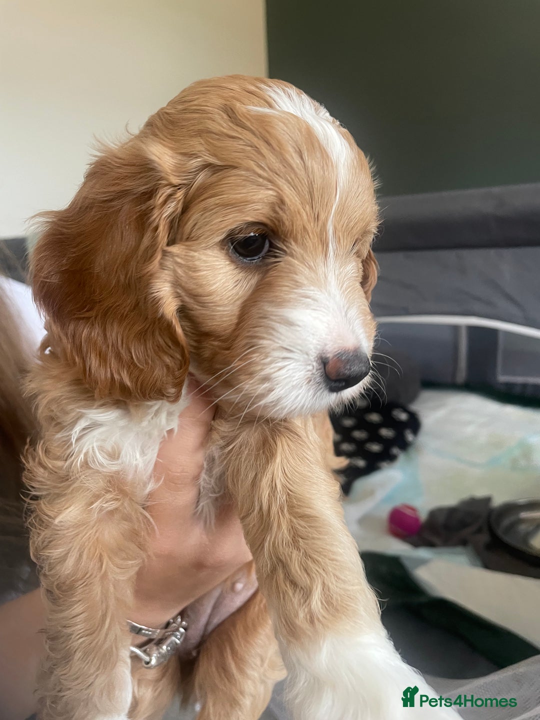 Cockapoo dogs for sale: 4 beautiful cockapoo puppies can be now be viewed  - Image 8