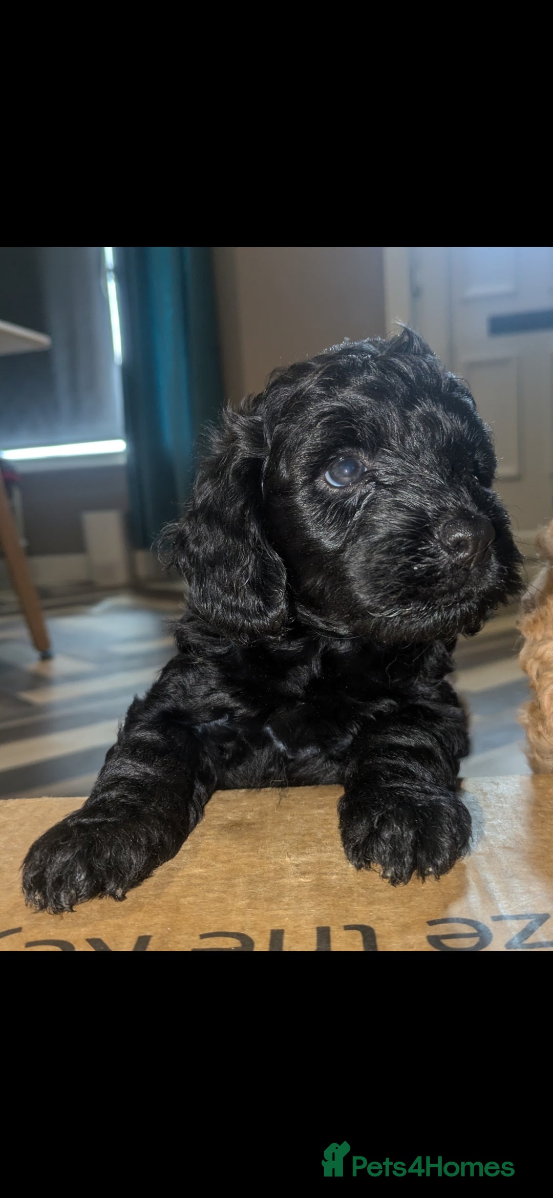 Cockapoo dogs for sale: F2 cockapoo puppies - Image 18