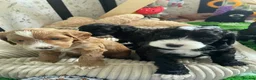 Cockapoo dogs for sale: Exceptional F1 Cockapoo Puppies in Leicester - Advert 24