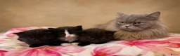British Longhair cats for sale: Beautiful British long-haired kittens - Advert 1