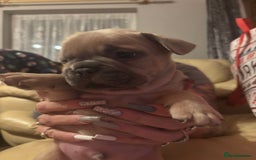 French Bulldog dogs for sale: **READY NOW**French bulldog puppies READY NOW - Image 11