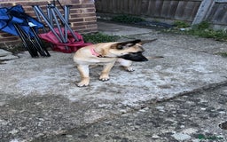 Belgian Shepherd Dog dogs for sale: Ki-Ki the Belgium Shepherd  - Image 3