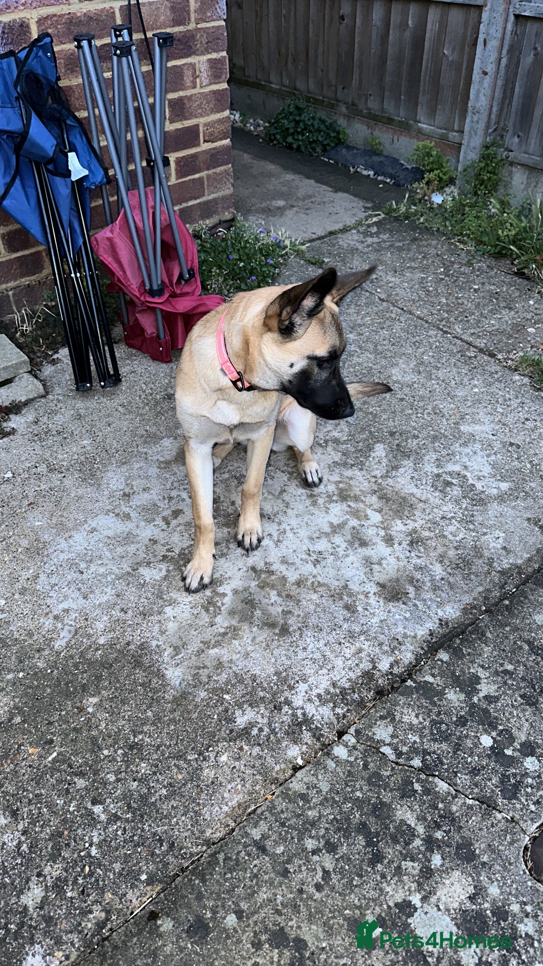 Belgian Shepherd Dog dogs for sale: Ki-Ki the Belgium Shepherd  - Image 3