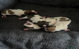 Malshi dogs for sale: 4 Shih tzu boys  - Image 2