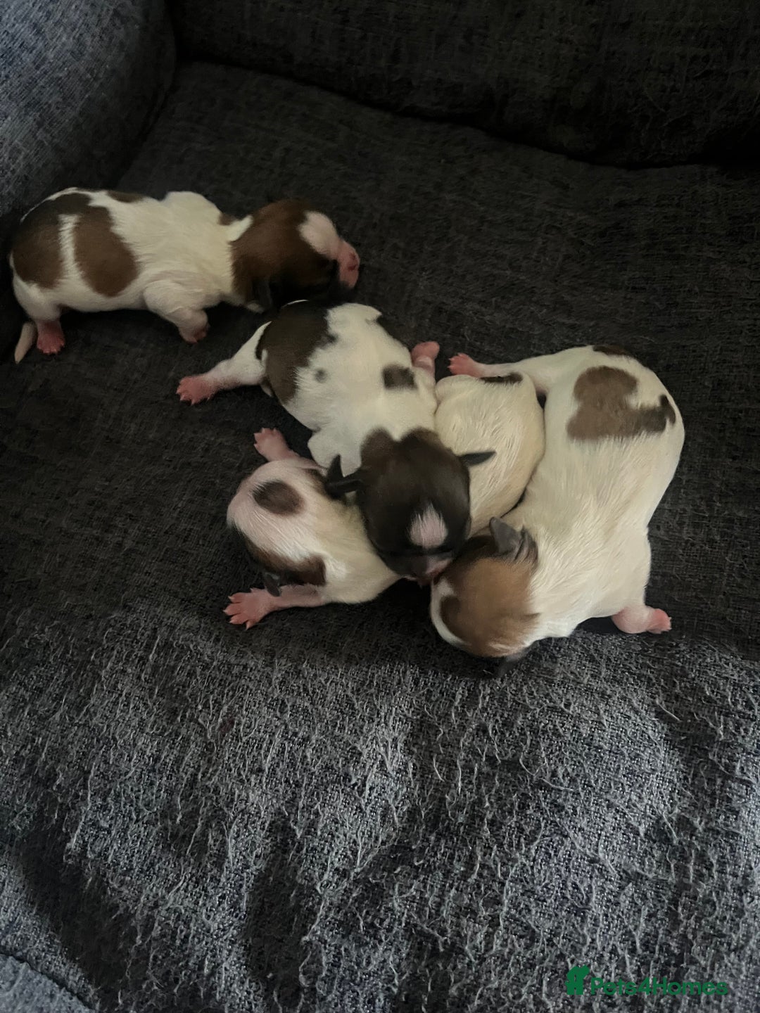 Malshi dogs for sale: 4 Shih tzu boys  - Image 2
