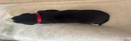 Mixed Breed dogs for sale: 5 Beautiful Bordernese Puppies  - Advert 19
