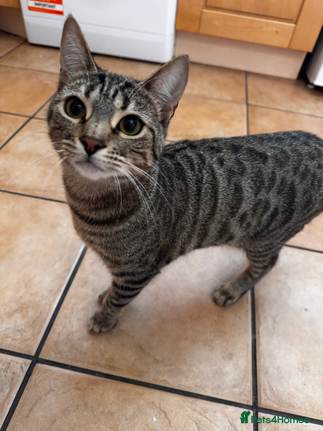 Siamese cats for sale: 2x 8 month old kittens - Siamese and BengalxTabby - Advert 4