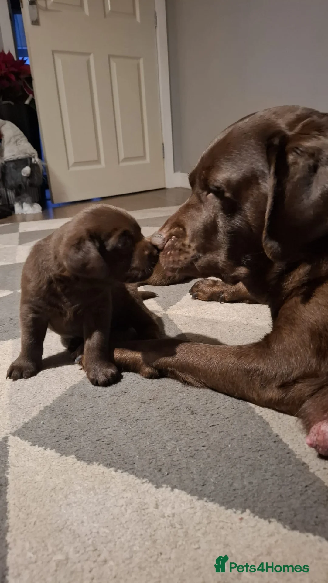 Labrador Retriever dogs for sale: Chocolate Labrador Retriever Puppies-Family Raised - Advert 13