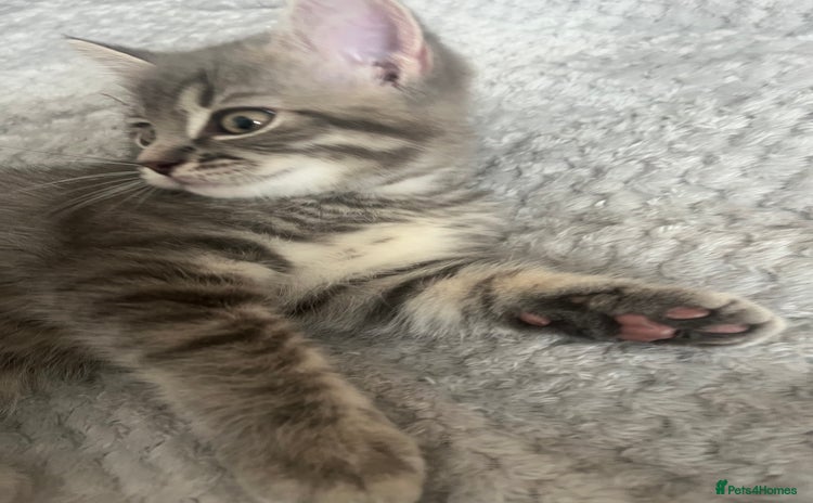 British Shorthair cats - Advert 10
