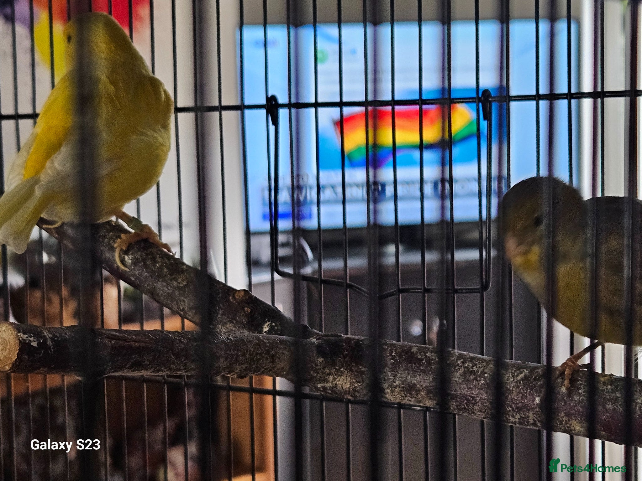 Canaries birds for sale: Fife canaries - Advert 6