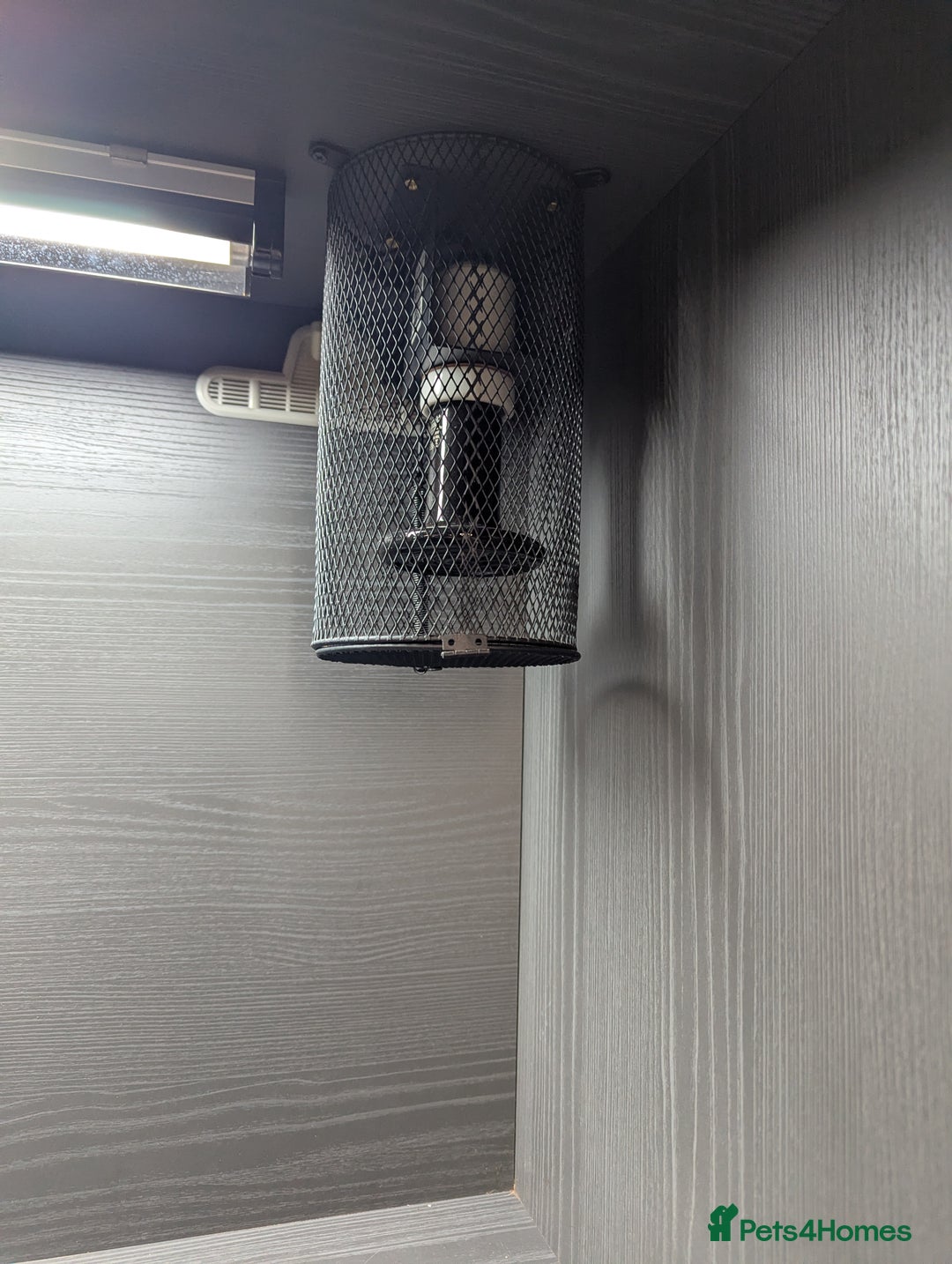 Corn Snake reptiles for sale: Male Corn Snake 2 Years - Image 7