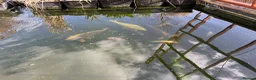 Koi Carp fish for sale: Koi and goldfish looking for new home - Advert 3