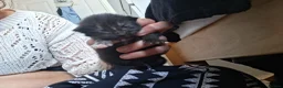 Maine Coon cats for sale: 4 purebreed maincoon babies  - Advert 4