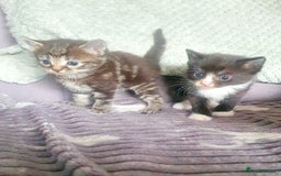 Mixed Breed cats for sale: 2 black and white boys - Image 3