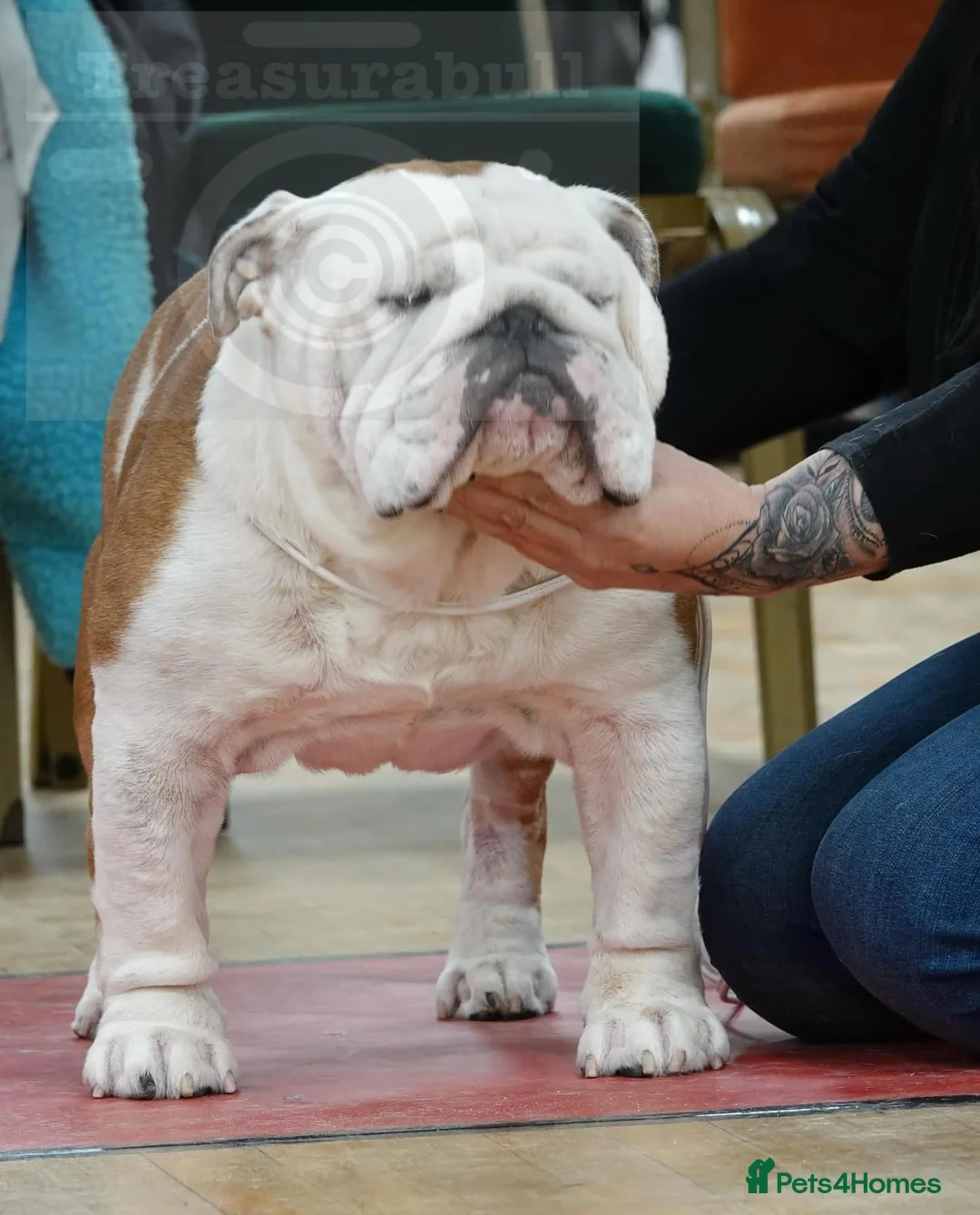 English Bulldog dogs for stud: TRUE TO TYPE - STANDARD - At Stud  in Ilkeston - Advert 15
