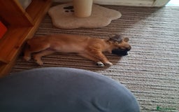 Chug dogs for sale: Chug Female 5 months old. Needs new home. - Advert 4