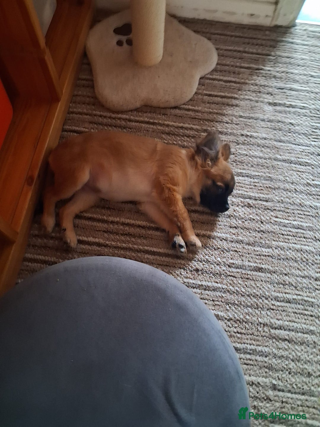 Chug dogs for sale: Chug Female 5 months old. Needs new home. - Advert 4