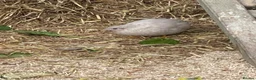 Quail poultry for sale: Japanese painted quail button quail  in Nottingham - Advert 4