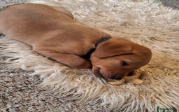 Labrador Retriever dogs for sale: Red 5th generation pedigree labrador  - Image 2
