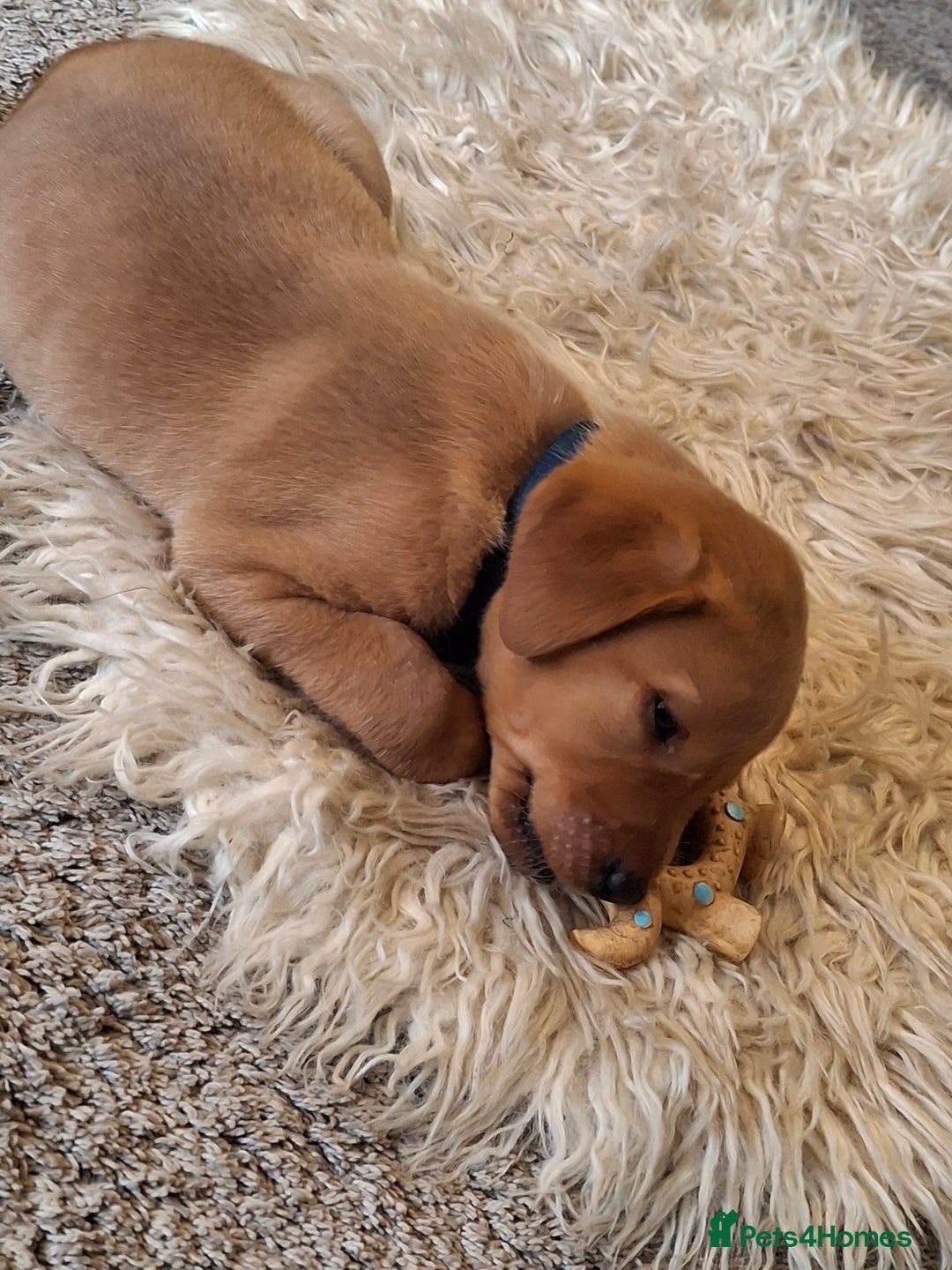 Labrador Retriever dogs for sale: Red 5th generation pedigree labrador  - Image 2